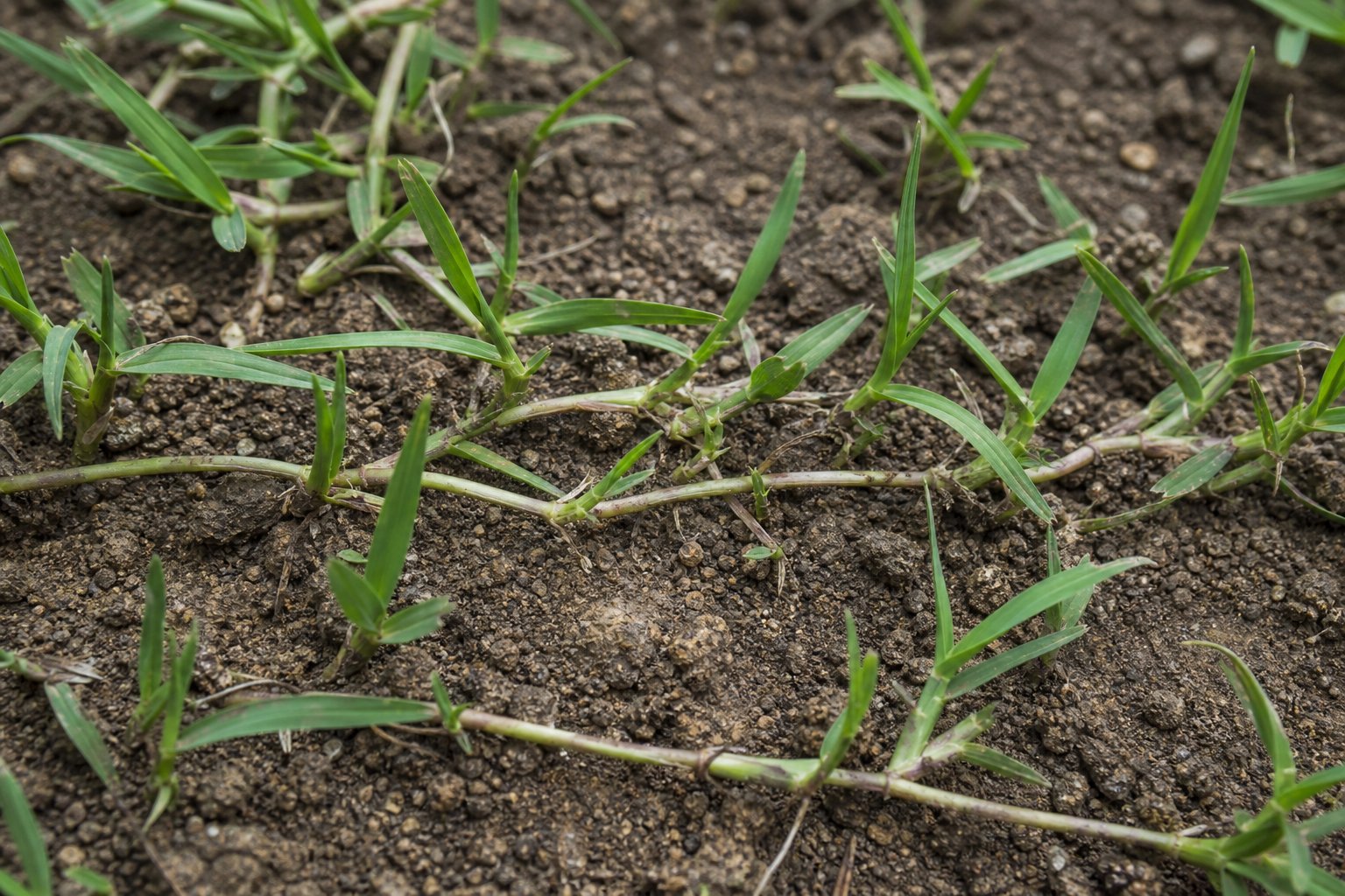 Bermuda grass runners spreading to fill a thin patch in a repaired North Texas lawn