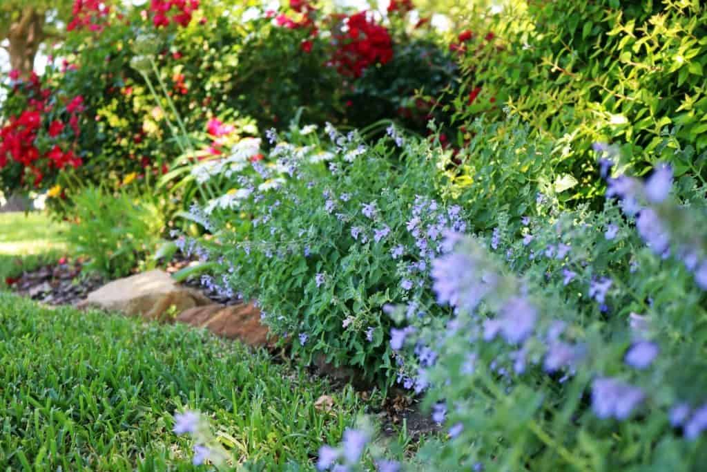Flower garden bed with purple and red blooms, bordered by green grass and rocks in a sunlit outdoor area—designed by expert landscape contractors Tarrant County for beautiful custom landscaping. Flower garden bed with purple and red blooms, bordered by green grass and rocks in a sunlit outdoor area—designed by expert landscape contractors Tarrant County for beautiful custom landscaping.
