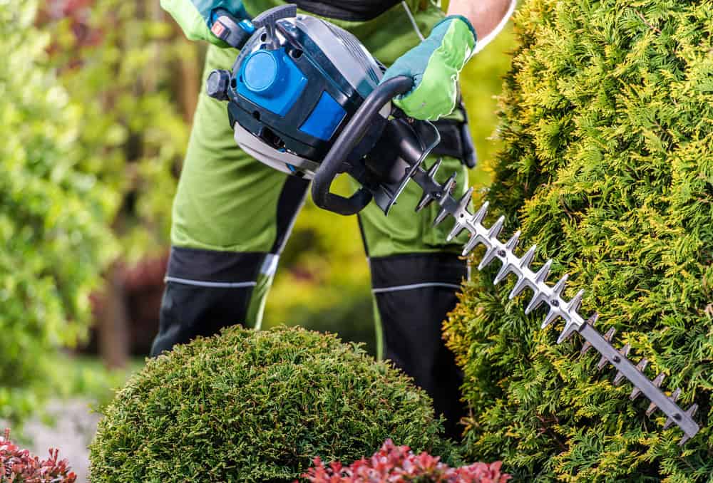A person wearing green gloves and pants uses a blue electric hedge trimmer to trim green shrubs and bushes in a garden, showcasing expert landscape maintenance Tarrant County services like trimming and mulching.