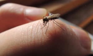 A close-up of a mosquito standing on a person's finger in North Texas, with the insect's legs and wings clearly visible—highlighting the importance of mosquito-proof landscaping.